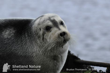 Bearded seal at Baltasound