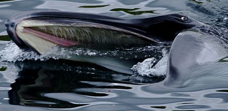The sei whale feeding - Photo: George Graham
