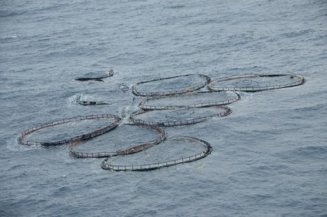 Nine of the missing salmon cages floating 60 miles east of Shetland last week - Photo: Marine Scotland