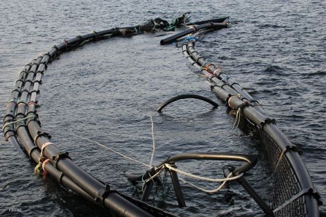 One of the salmon cage tied up at Dales Voe - Photo: Valian