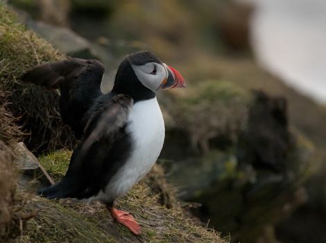 One of the first puffins this years - Photo: John Moncrieff