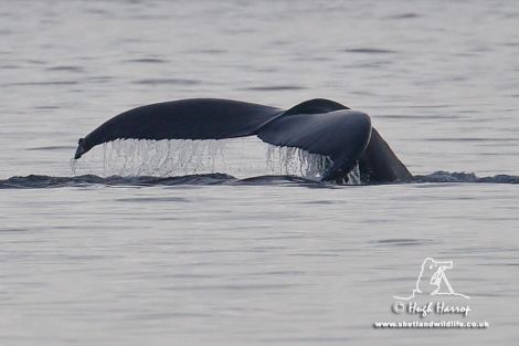 The tail fluke of the humpback whale in Ura Firth on Monday. Pic. Hugh Harrop/Shetland Wildlife
