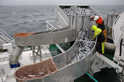 Mackerel fishing is worth more than £160 million to the Scottish economy - Photo: Seafood Scotland.