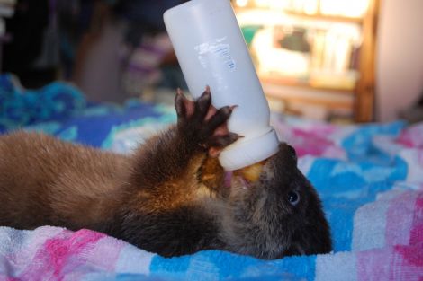 Ada the otter gets to grips with her bottle. Pic. Hillswick Wildlife Sanctuary