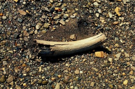 The foot long section of mammoth tusk found near the Total gas plant construction site. Photo AF Images