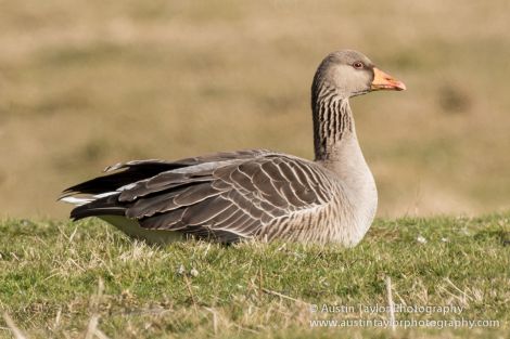 Greylag goose - Photo: AustinTaylor