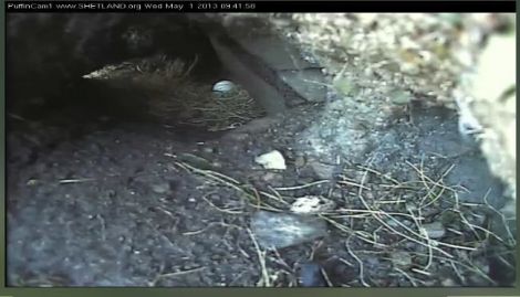 Happier days. The newly laid egg caught on Puffincam in early May. Photo Promote Shetland