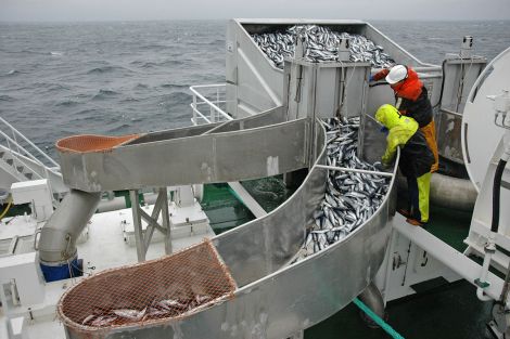 ICES recommends a total allowable catch for mackerel of almost 900,000 tonnes.