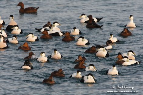 Shetland has a resident population of eider ducks, two thirds of whom now congregate around aquaculture sites and are in serious decline. Photo Hugh Harrop/Shetland Wildlife