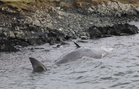 Karen Hall of SNH said it appeared the sperm whales had died at sea before drifting to the shore. Photo: Robbie Brookes