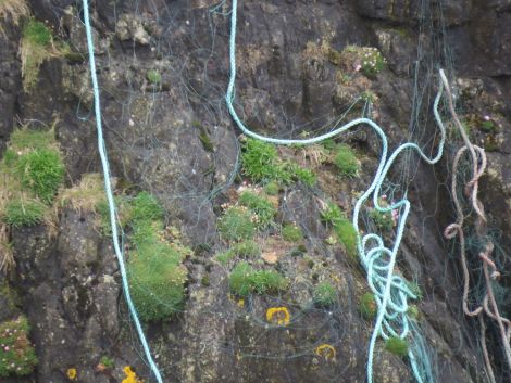 Rope and monofilament net hanging from the cliffs at Calders Geo after being illegally dumped.