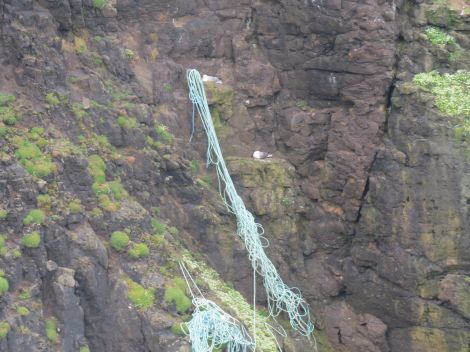 Fulmars,. or maalies, nesting beside the rope and netting.