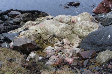The dead sheep on the shore at Mavis Grind. Photo Shetland News