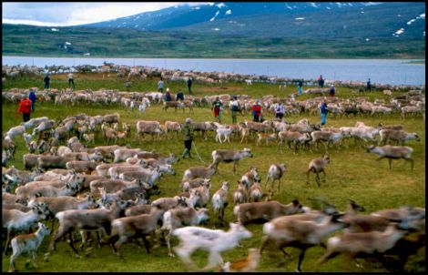 1. Saami reindeer gathering in Sweden at a calf ear-marking round up - Photo: Tim Senften