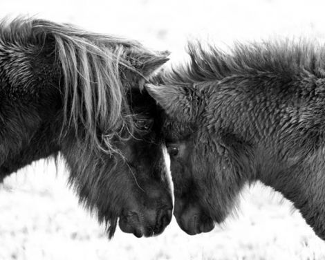 New research suggests ponies could help prevent allergic reactions. Photo: Frances Taylor.