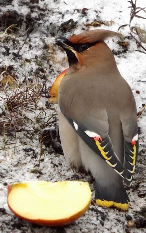 Rhona Summer said this waxwings was gorging itself on apples until it could hardly fly - Photo: Rhona Summers