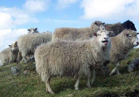 Subsidy cuts could reduce sheep and cattle numbers to the point the Shetland Mart is no longer viable.