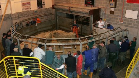 Livestock sales at the Shetland Mart could become a thing of the past if fears about subsidy cuts through downgrading land proceed. Photo SLMG