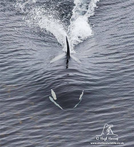 An Orca hunting the shallows for prey at Quendale on Tuesday - Photo: Hugh Harrop
