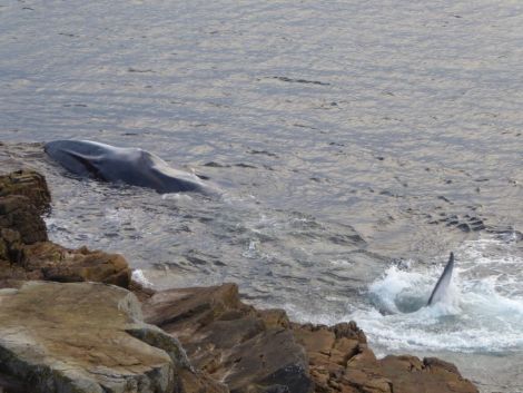 Wildlife volunteers initially thought they were dealing with a minke whale - all photos: Craig Nisbet