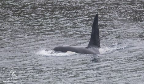 A bull orca off Hillswick late last week. Photo: Shetland Wildlife.