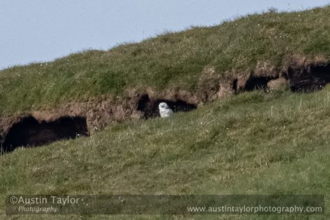 The snowy owl at Mossy Hill. Photo: Austin Taylor