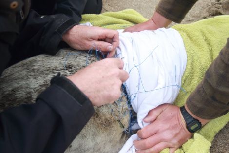 The team carefully cutting through the net that entangled the seal.