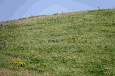 Grass has been slow growing this summer. Photo: Peter Johnson/Shetland News