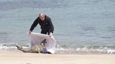 The sanctuary's Pete Bevington catching a seal that injured by lost fishing gear.