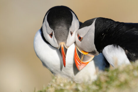 A pair of puffins on top of a grassy hill.