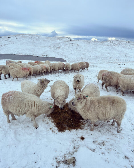 A group of sheep grazing in the snow.