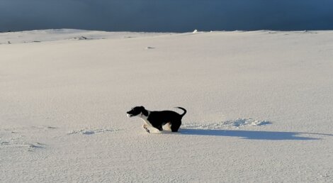 A black and white dog standing on a snow covered hill.