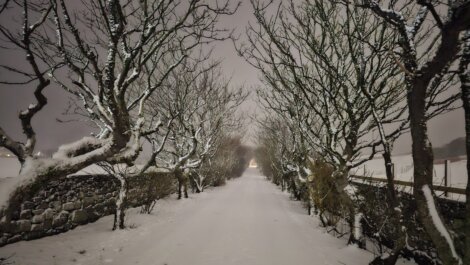 A snow covered path lined with trees at night.
