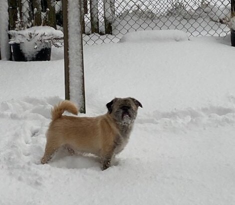 A pug standing in the snow next to a fence.