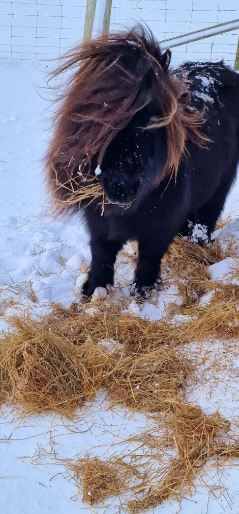 A black pony with long hair eating hay in the snow.