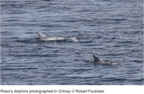 Two risso’s dolphins swimming in the waters off orkney.